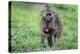 Chacma baboon (Papio hamadryas ursinus), Chobe National Park, Botswana, Africa-Sergio Pitamitz-Premier Image Canvas