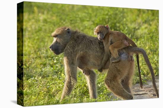 Chacma baboon (Papio ursinus) and infant, Chobe National Park, Botswana, Africa-David Wall-Premier Image Canvas