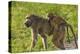 Chacma baboon (Papio ursinus) and infant, Chobe National Park, Botswana, Africa-David Wall-Premier Image Canvas