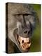 Chacma Baboon (Papio Ursinus) Baring Teeth to Show Aggression, Kruger National Park, South Africa-null-Premier Image Canvas