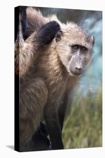 Chacma Baboon (Papio Ursinus), Cape of Good Hope, Table Mountain National Park-Kimberly Walker-Premier Image Canvas