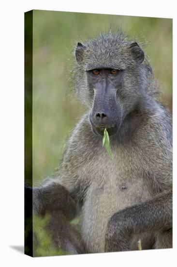 Chacma Baboon (Papio Ursinus) Eating, Kruger National Park, South Africa, Africa-James Hager-Premier Image Canvas