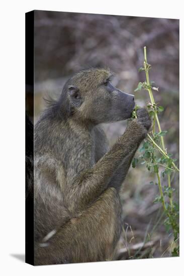 Chacma Baboon (Papio Ursinus) Eating, Kruger National Park, South Africa, Africa-James Hager-Premier Image Canvas