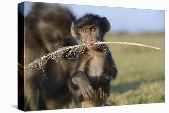 Chacma Baboon (Papio Ursinus) Infant Playing with Ostrich Feather-Tony Phelps-Premier Image Canvas