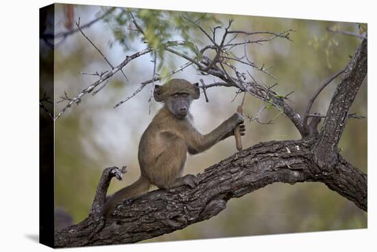 Chacma Baboon (Papio Ursinus) Juvenile in a Tree, Kruger National Park, South Africa, Africa-James Hager-Premier Image Canvas