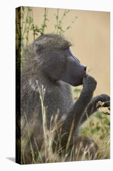 Chacma Baboon (Papio Ursinus), Kruger National Park, South Africa, Africa-James Hager-Premier Image Canvas