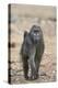 Chacma Baboon (Papio Ursinus), Kruger National Park, South Africa, Africa-James Hager-Premier Image Canvas