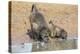 Chacma Baboons (Papio Cynocephalus) at Waterhole, Mkhuze Game Reserve, Kwazulu-Natal, South Africa-Ann & Steve Toon-Premier Image Canvas