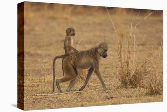 Chacma Baboons, South Luangwa National Park, Zambia-Art Wolfe-Premier Image Canvas