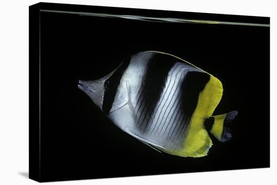 Chaetodon Ulietensis (Pacific Double-Saddle Butterflyfish)-Paul Starosta-Premier Image Canvas