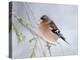 Chaffinch Perched in Pine Tree, Scotland, UK-Andy Sands-Premier Image Canvas