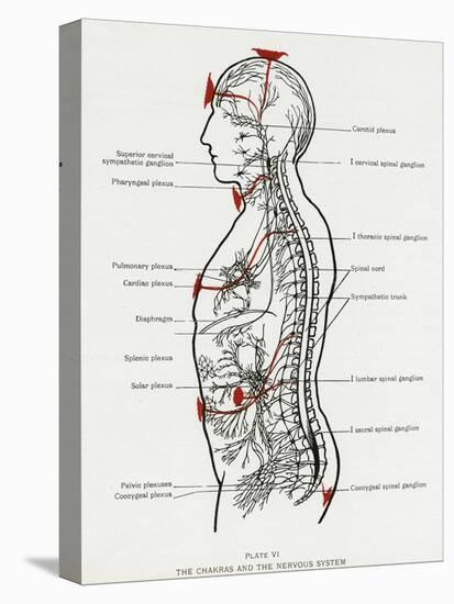 Chakras and Nervous System-CW Leadbeater-Premier Image Canvas