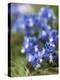 Chalk Milkwort (Polygala Calcarea)-Adrian Bicker-Premier Image Canvas