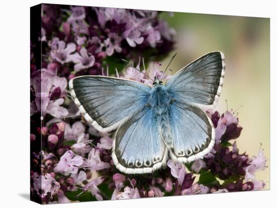 Chalkhill Blue Butterfly Male Feeding on Flowers of Marjoram, UK-Andy Sands-Premier Image Canvas