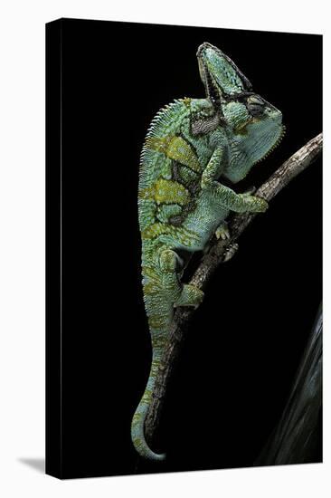 Chamaeleo Calyptratus (Veiled Chameleon)-Paul Starosta-Premier Image Canvas