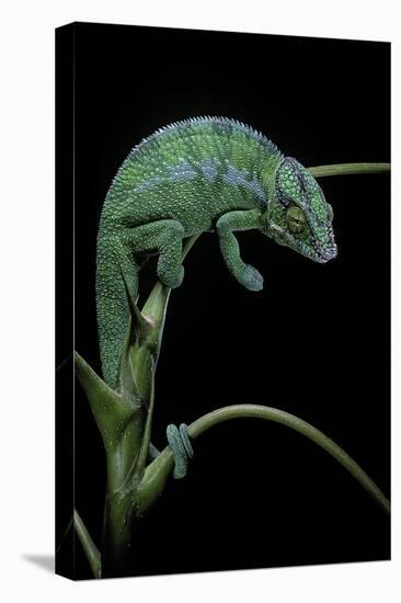 Chamaeleo Pardalis (Panther Chameleon)-Paul Starosta-Premier Image Canvas