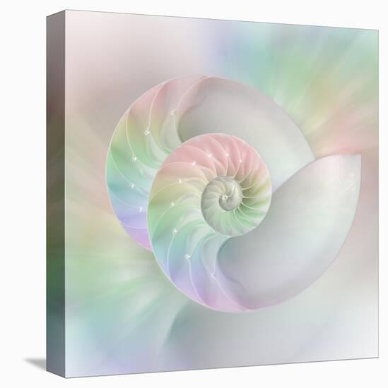 Chambered Nautilus Cutaway Shells on Colorful-Stela Knezevic-Stretched Canvas