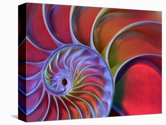 Chambered Nautilus in Colored Light-James L. Amos-Premier Image Canvas