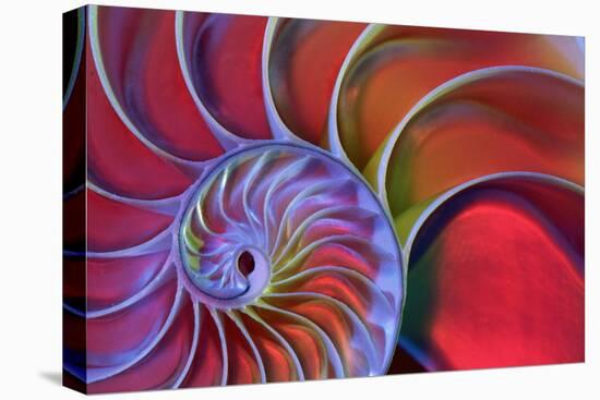Chambered Nautilus in Colored Light-James L Amos-Premier Image Canvas