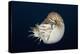 Chambered Nautilus (Nautilus Belauensis), Micronesia, Palau-Reinhard Dirscherl-Premier Image Canvas