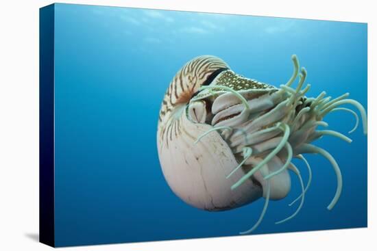 Chambered Nautilus (Nautilus Belauensis), Micronesia, Palau-Reinhard Dirscherl-Premier Image Canvas