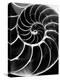 Chambered Nautilus Shell-Andreas Feininger-Premier Image Canvas