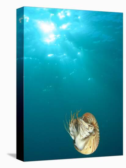 Chambered Nautilus Swimming Near Gnemelis Dropoff, Palau, Micronesia-Stuart Westmorland-Premier Image Canvas