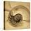 Chambered Nautilus-John Seba-Stretched Canvas