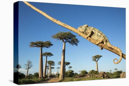 Chameleon, Avenue of Baobabs, Madagascar-Paul Souders-Premier Image Canvas