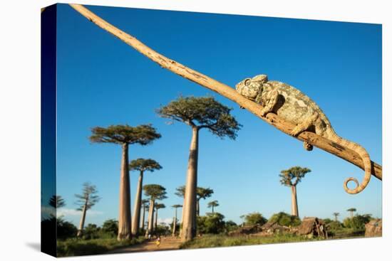 Chameleon, Avenue of Baobabs, Madagascar-Paul Souders-Premier Image Canvas