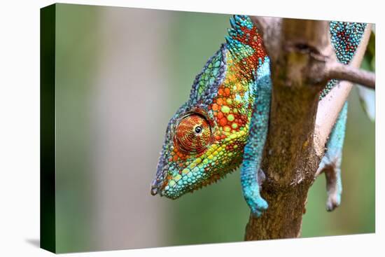 Chameleon Furcifer Pardalis, Madagascar Nature-mirecca-Premier Image Canvas