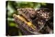 Chameleon, Isalo National Park, Madagascar-Paul Souders-Premier Image Canvas