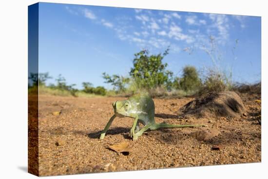 Chameleon, Kruger National Park, South Africa-Paul Souders-Premier Image Canvas