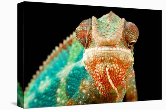 Chameleon-Mark Bridger-Premier Image Canvas
