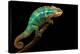 Chameleon-Mark Bridger-Premier Image Canvas