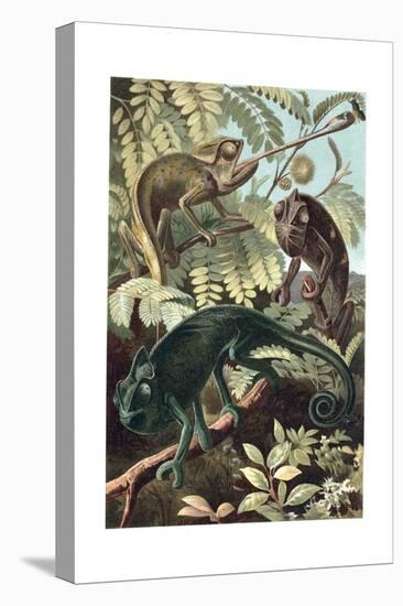 Chameleons or Chamaeleons by Alfred Edmund Brehm-Stefano Bianchetti-Premier Image Canvas