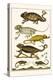 Chameleons-Albertus Seba-Stretched Canvas