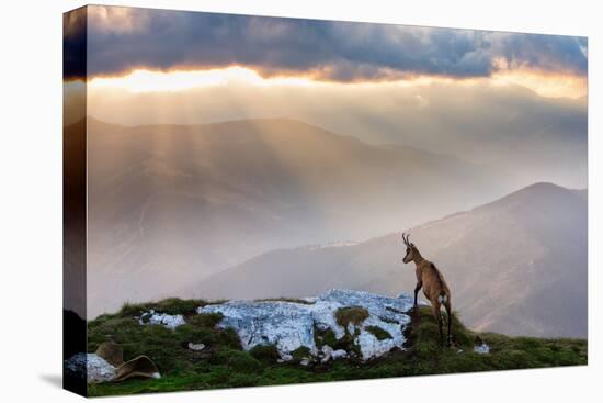 Chamois in Piatra Craiului Romania-Dan Mirica-Premier Image Canvas