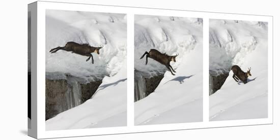 Chamois (Rupicapra Rupicapra) Jumping over Crevasse in the Snow, Abruzzo National Park, Italy-Angelo Gandolfi-Premier Image Canvas
