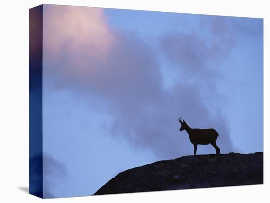 Chamois (Rupicapra Rupicapra) Silhouetted, Gran Paradiso National Park, Italy-Tim Edwards-Premier Image Canvas