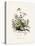 Chamomile (Anthemis Nobilis) Medical Botany-John Stephenson and James Morss Churchill-Premier Image Canvas