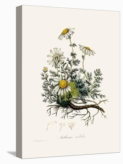 Chamomile (Anthemis Nobilis) Medical Botany-John Stephenson and James Morss Churchill-Premier Image Canvas