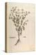 Chamomile - Matricaria Chamomilla (Chamaemelum Leucanthemum) by Leonhart Fuchs from De Historia Sti-null-Premier Image Canvas