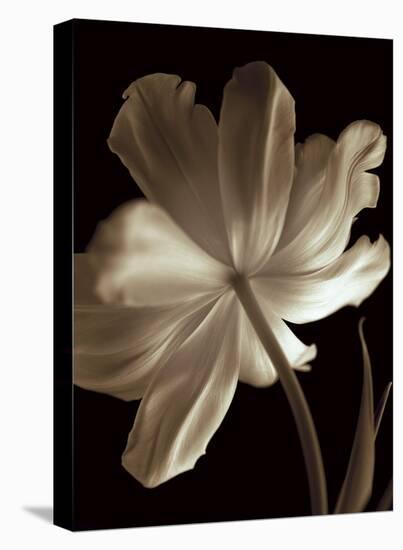 Champagne Tulip II-Charles Britt-Stretched Canvas