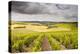 Champagne Vineyards Above the Village of Noe Les Mallets in the Cote Des Bar Area of Aube-Julian Elliott-Premier Image Canvas