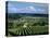 Champagne Vineyards, Ville-Dommange, Near Reims, Champagne, France, Europe-Stuart Black-Premier Image Canvas