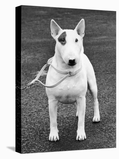 Champion Abraxas Audacity Crufts, Best in Show, 1972-Thomas Fall-Premier Image Canvas