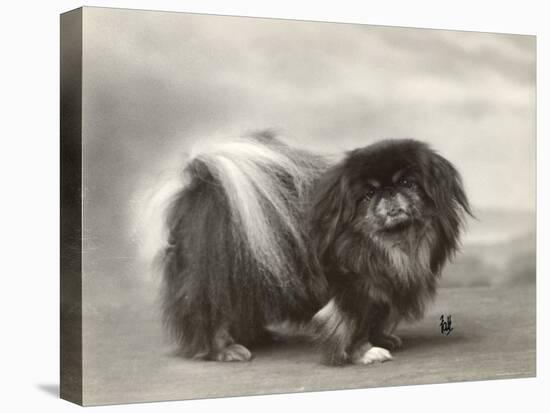 Champion Chien Lung of Wybournes Owned by Mrs Bevington-null-Premier Image Canvas