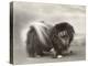 Champion Chien Lung of Wybournes Owned by Mrs Bevington-null-Premier Image Canvas