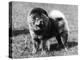 Champion Choonam Hung Kwong Crufts, Best in Show, 1936-Thomas Fall-Premier Image Canvas